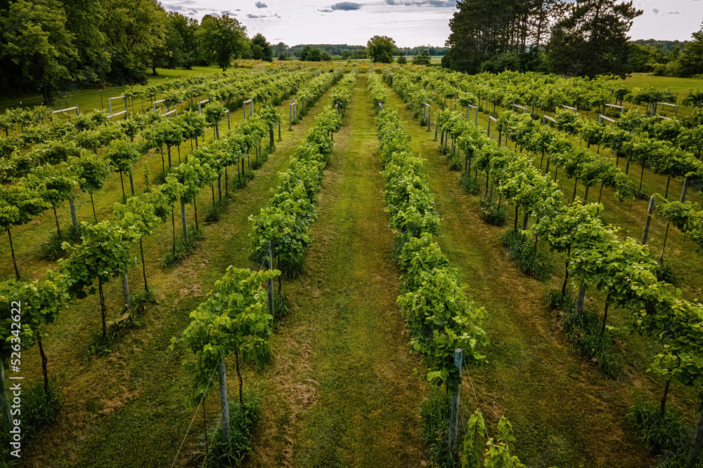 Obraz premium Wisconsin summertime vineyards near farms