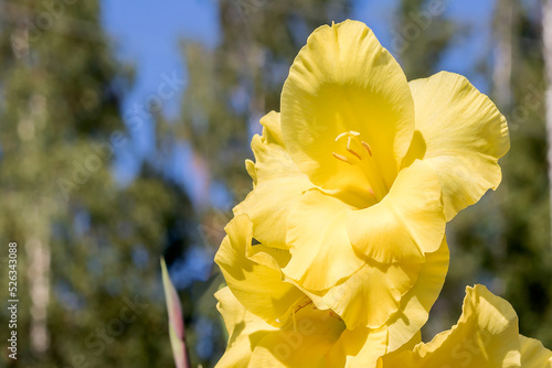 Blooming fresh bud of yellow gladiolus against the blue sky.