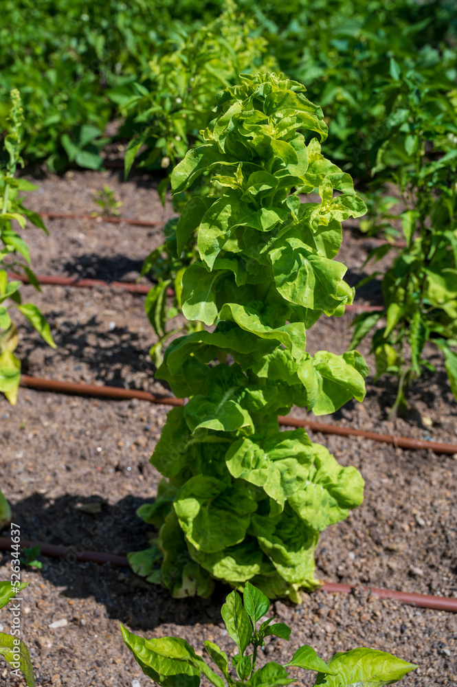 Tall plant of Lactuca sativa in garden. Tall plant of Lactuca sativa in garden.