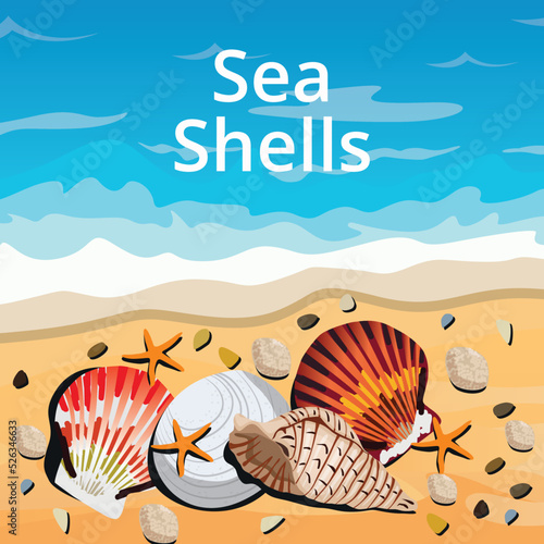 Ocean vector background with sea shells