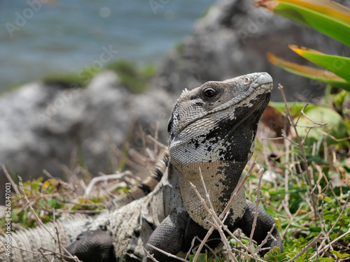 bearded dragon lizard