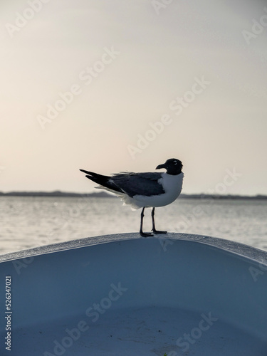 seagull on the pier