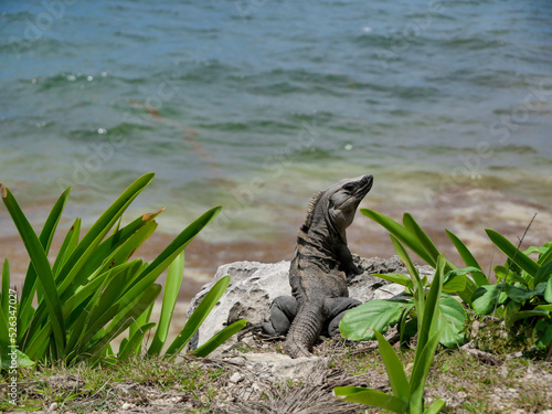 iguana on the rock