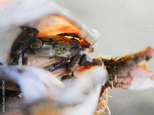 crab in a shell