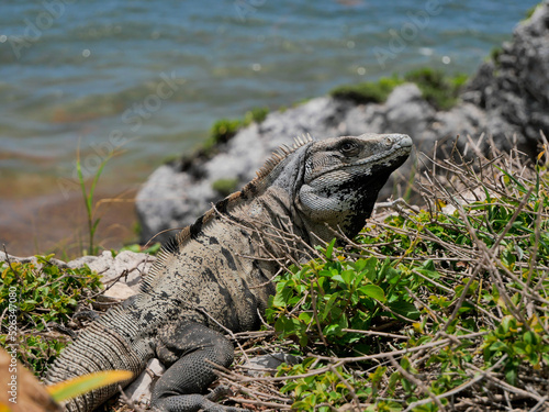 iguana on the rocks