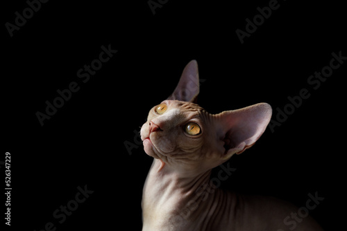 cat breed Canadian Sphynx on a black © Fotograf