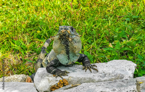 Iguana on rock Tulum ruins Mayan site temple pyramids Mexico.