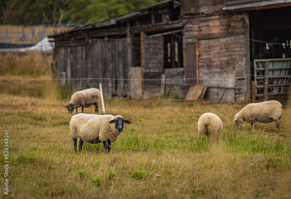 Fototapeta premium Sheep at the local farm. A group of sheep on a pasture. A small herd of Suffolk sheep with black face and legs