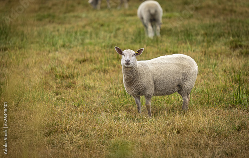 Sheep at the local farm. A group of sheep on a pasture. A small herd of sheep in a summer meadow © Elena_Alex