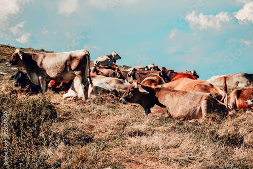 cows in Italy mountains