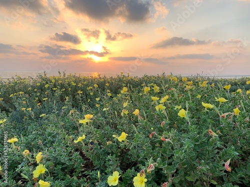 sunset over flowers in the field