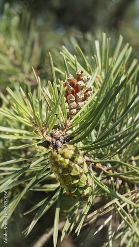 Pine cones in the forest