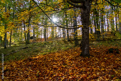 autumn sunset in the woods