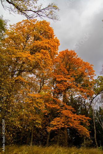 autumn in the forest