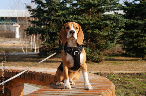 Dog sitting on bench in outdoors and looking up