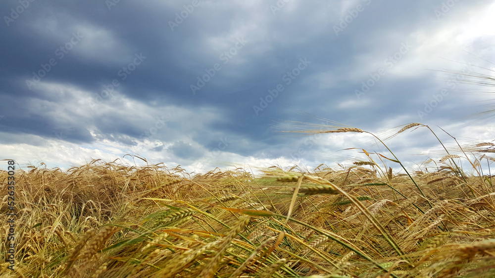 golden wheat field agriculture Ukraine