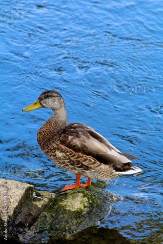 Duck on a rock
