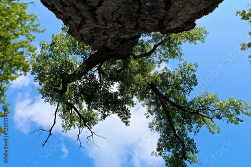 Looking up a tree into the sky