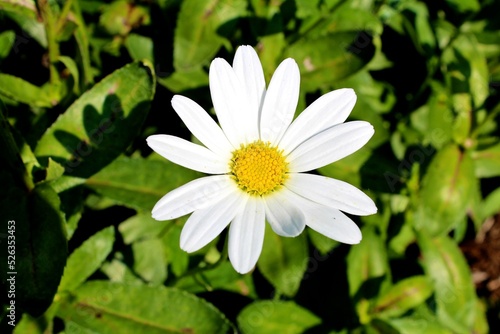 White flower