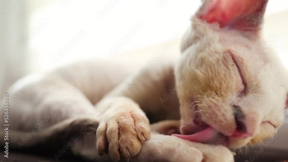 a cute kitten that lies on the windowsill licks its paw and bites it a cute kitten that lies on the windowsill licks its paw and bites it