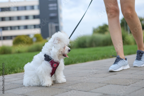 A small white dog is walking on the street.