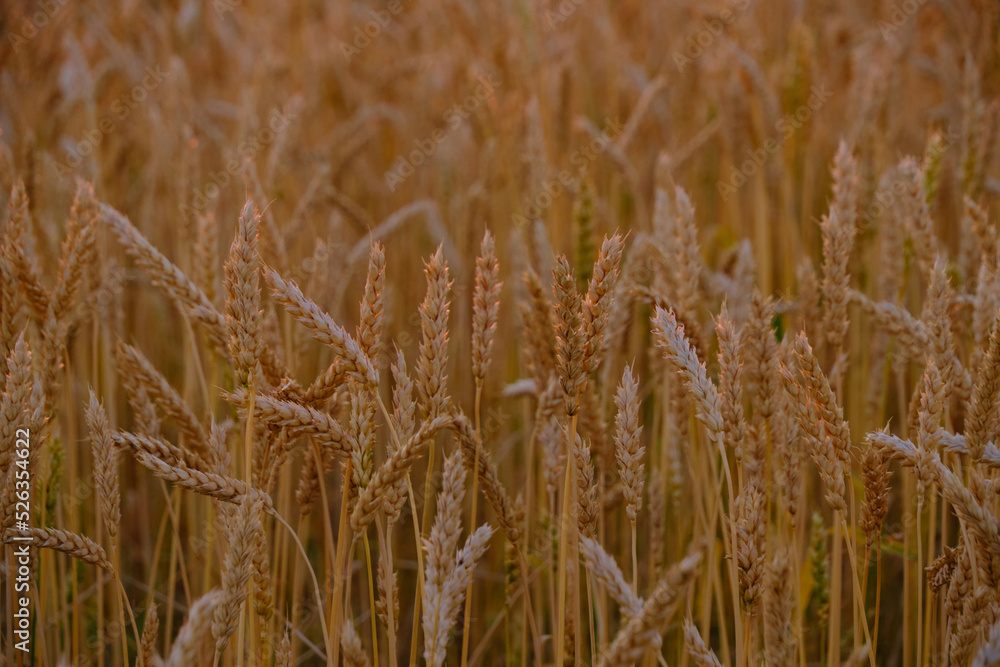 Ears ripe wheat in light colorful sunset. Ears ripe wheat in light colorful sunset.
