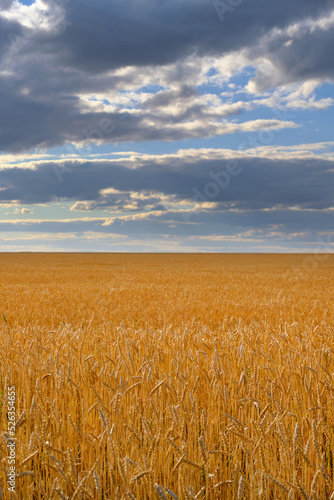 Field ripe wheat against background thickening clouds.