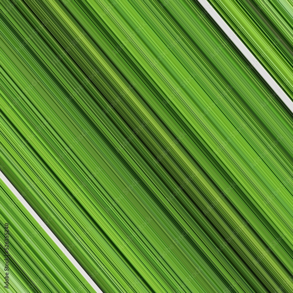 singe white dividing line through rain forest with lush foliage on both the right and the left singe white dividing line through rain forest with lush foliage on both the right and the left