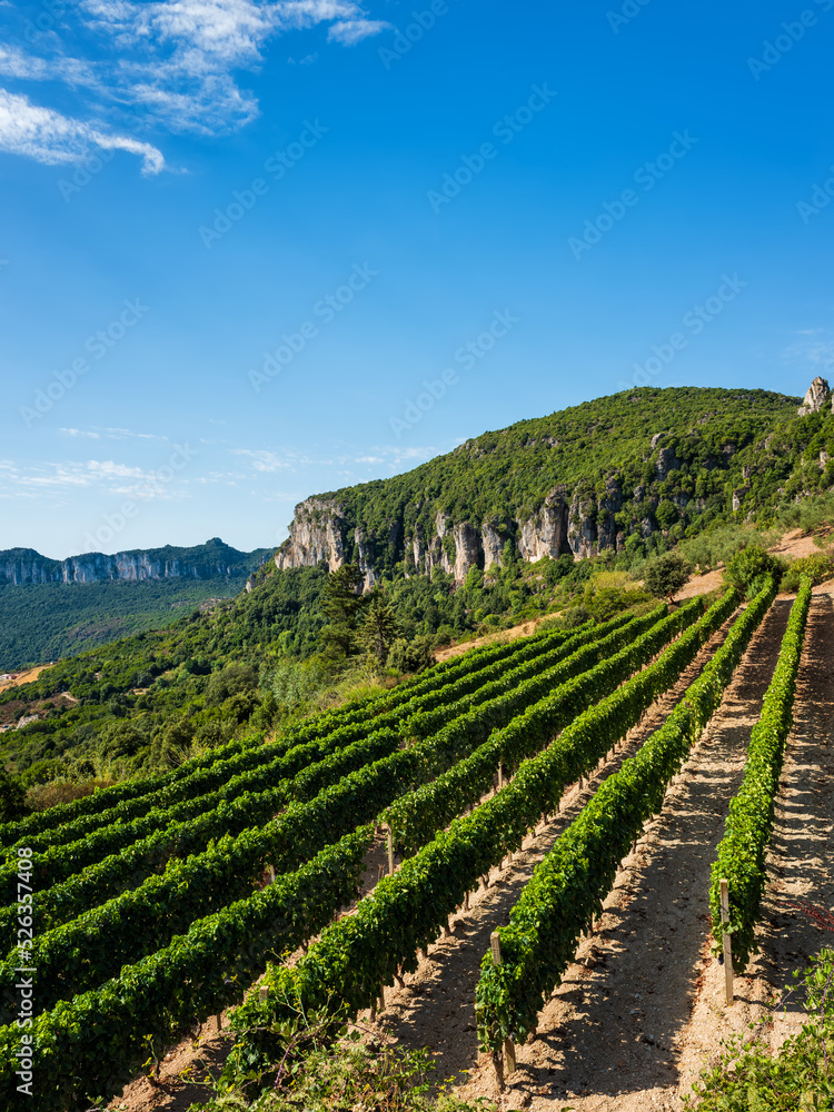 Rows of a vineyard in the mountains. Agriculture.