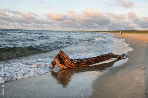 Drzewo wyrzucone na brzeg. Zatoka Gdańska. Polska - Pomorze. © Rafa