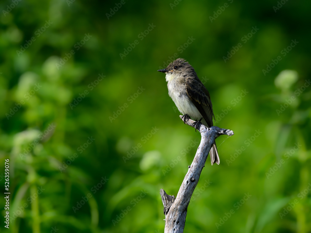 Naklejka premium Eastern Phoebe perched on stick against green background in summer