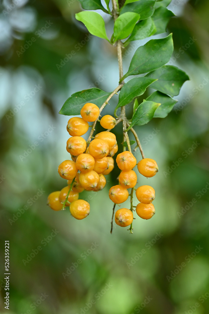 closeup the ripe yellow wild fruit with leaves and branch in the forest soft focus natural green background .