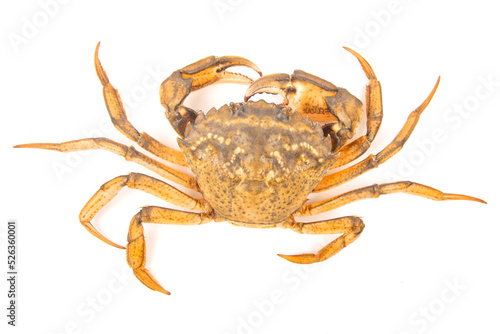 Yellow sea crab on a white background.