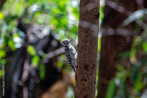 A Nuttall s Woodpecker in a California park