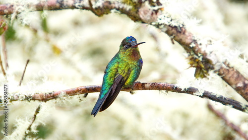 Fiery-throated hummingbird (Panterpe insignis) perched on a branch at the high altitude Paraiso Quetzal Lodge outside of San Jose, Costa Rica © Angela