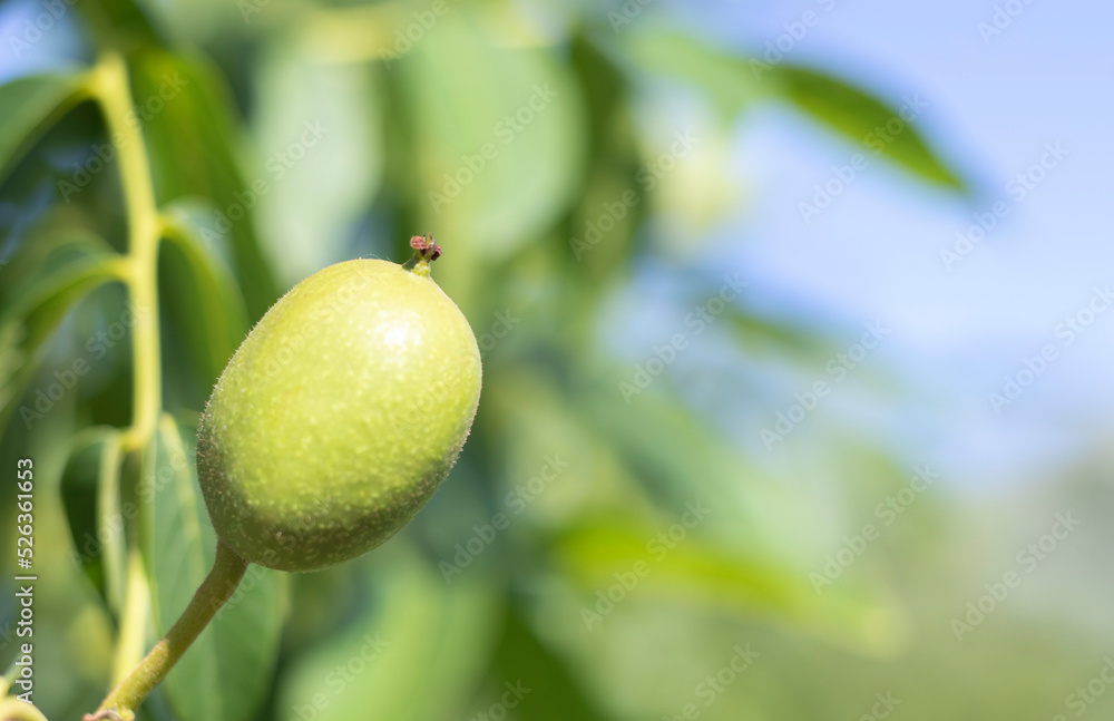 Green young walnuts grow on a tree. Variety Kocherzhenko close-up. The walnut tree grows waiting to be harvested. Green leaves background. Nut fruits on a tree branch in the yellow rays of the sun. Green young walnuts grow on a tree. Variety Kocherzhenko close-up. The walnut tree grows waiting to be harvested. Green leaves background. Nut fruits on a tree branch in the yellow rays of the sun.