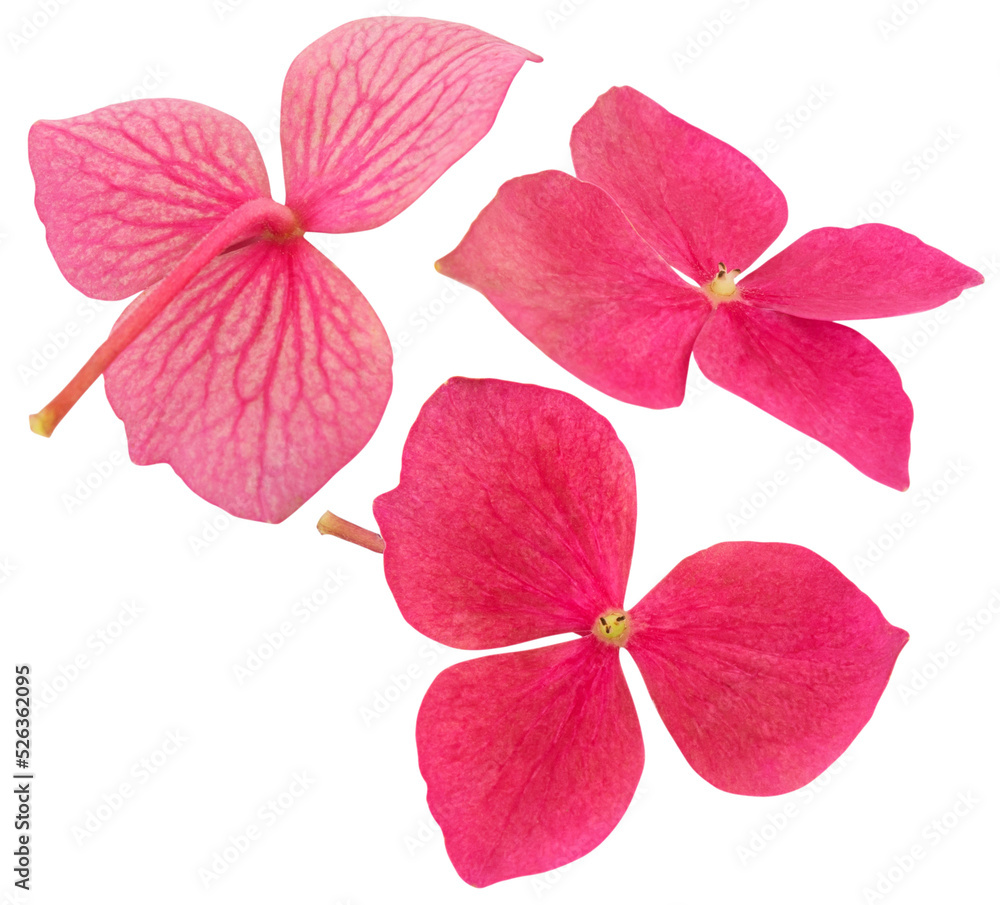 pink hydrangea flower in three angles cut out on a transparent background with white