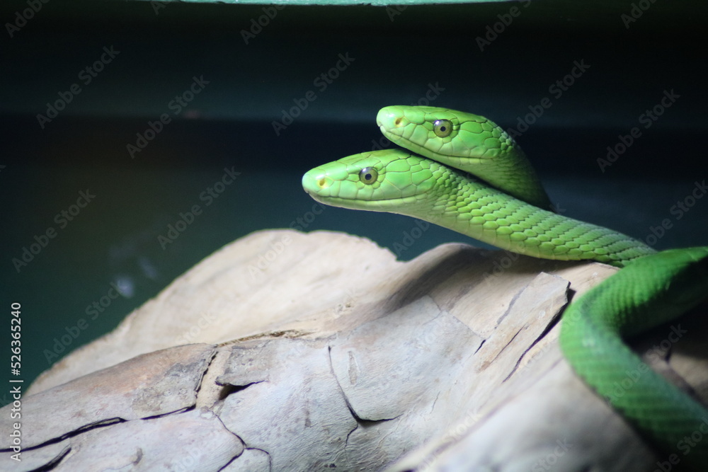 Close-up of a South African snake Close-up of a South African snake