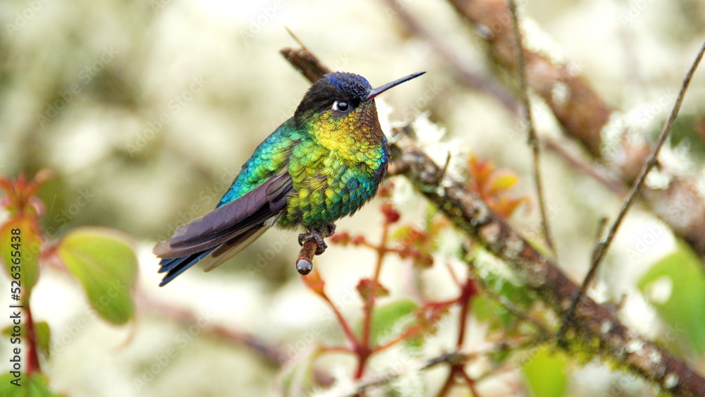 Fiery-throated hummingbird (Panterpe insignis) perched on a branch at the high altitude Paraiso Quetzal Lodge outside of San Jose, Costa Rica Fiery-throated hummingbird (Panterpe insignis) perched on a branch at the high altitude Paraiso Quetzal Lodge outside of San Jose, Costa Rica