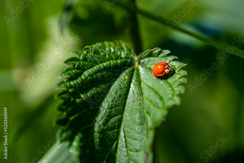 Close-up of a ladybird (Coccinellidae) without black dots on a green leaf