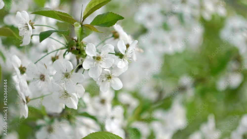 Lush flowering of fruit trees in the spring garden Lush flowering of fruit trees in the spring garden