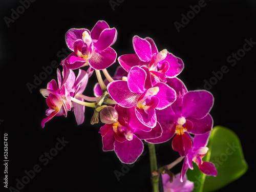 Beautiful flowering branch of the pink aroma orchid phalaenopsis on a black background  copy space.