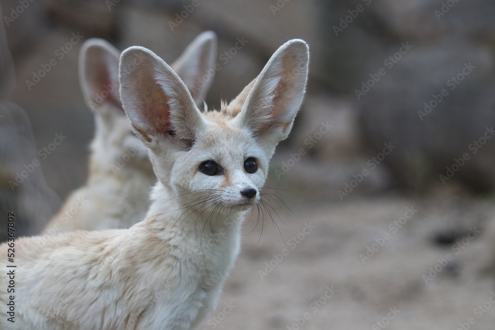 Naklejka premium fennec fox