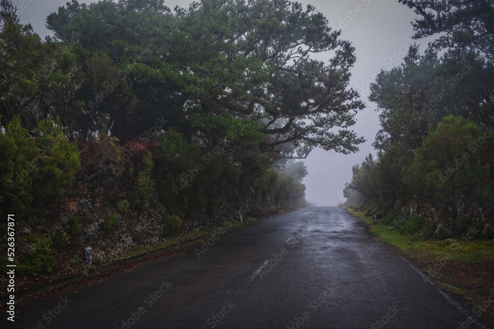 Misty foggy morning in the Fanal forest. Madeira island, Portugal. October 2021