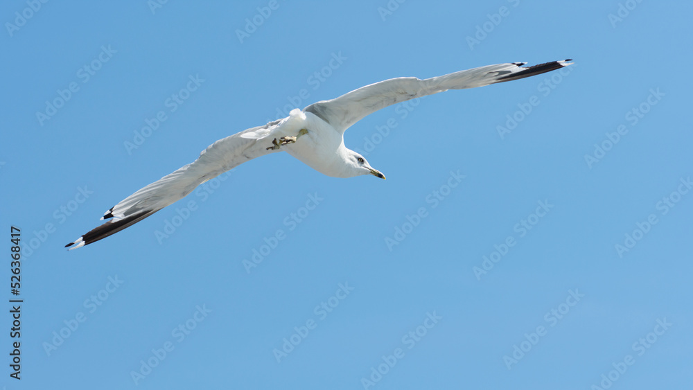 Ring-billed gull (Larus Delawarensis) hovering Ring-billed gull (Larus Delawarensis) hovering