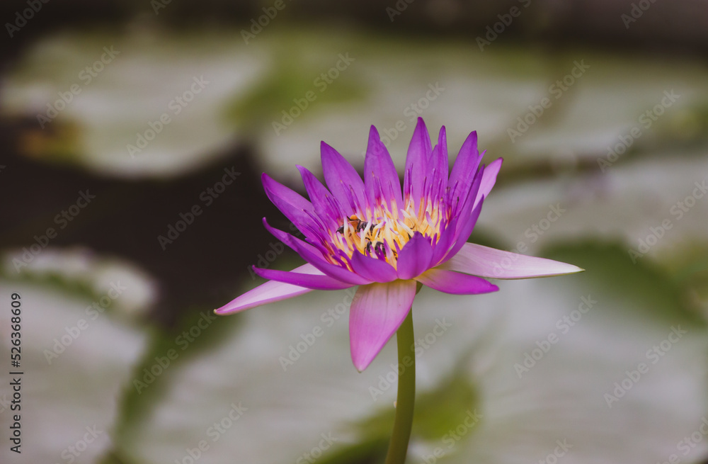 Lotus flowers bloom in the swamps,honey bee Lotus flowers bloom in the swamps,honey bee