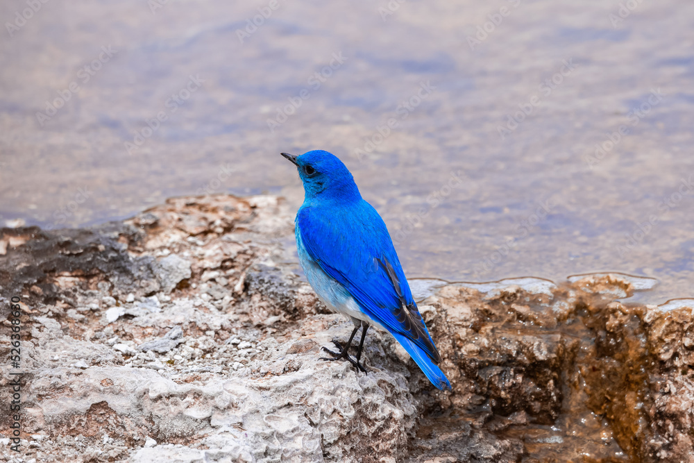 Small Colorful Bird at Hot Spring Landscape with unique ground formation. Mammoth Hot Springs, Yellowstone National Park, Wyoming, United States. Small Colorful Bird at Hot Spring Landscape with unique ground formation. Mammoth Hot Springs, Yellowstone National Park, Wyoming, United States.