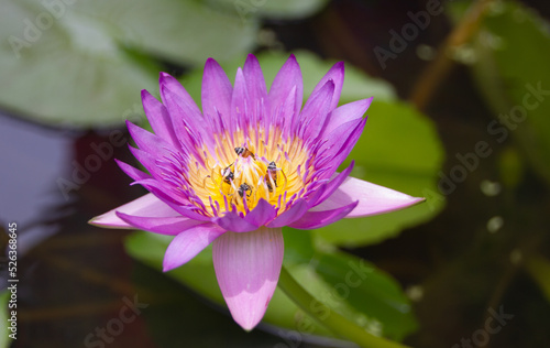 Lotus flowers bloom in the swamps,honey bee