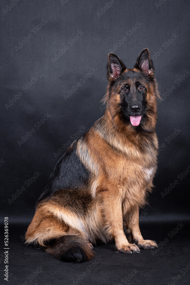 portrait of the german shepherd long hair dog portrait of the german shepherd long hair dog