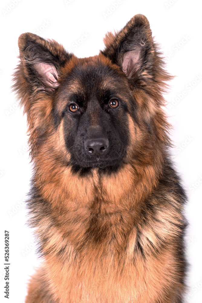 portrait of the german shepherd long hair dog portrait of the german shepherd long hair dog